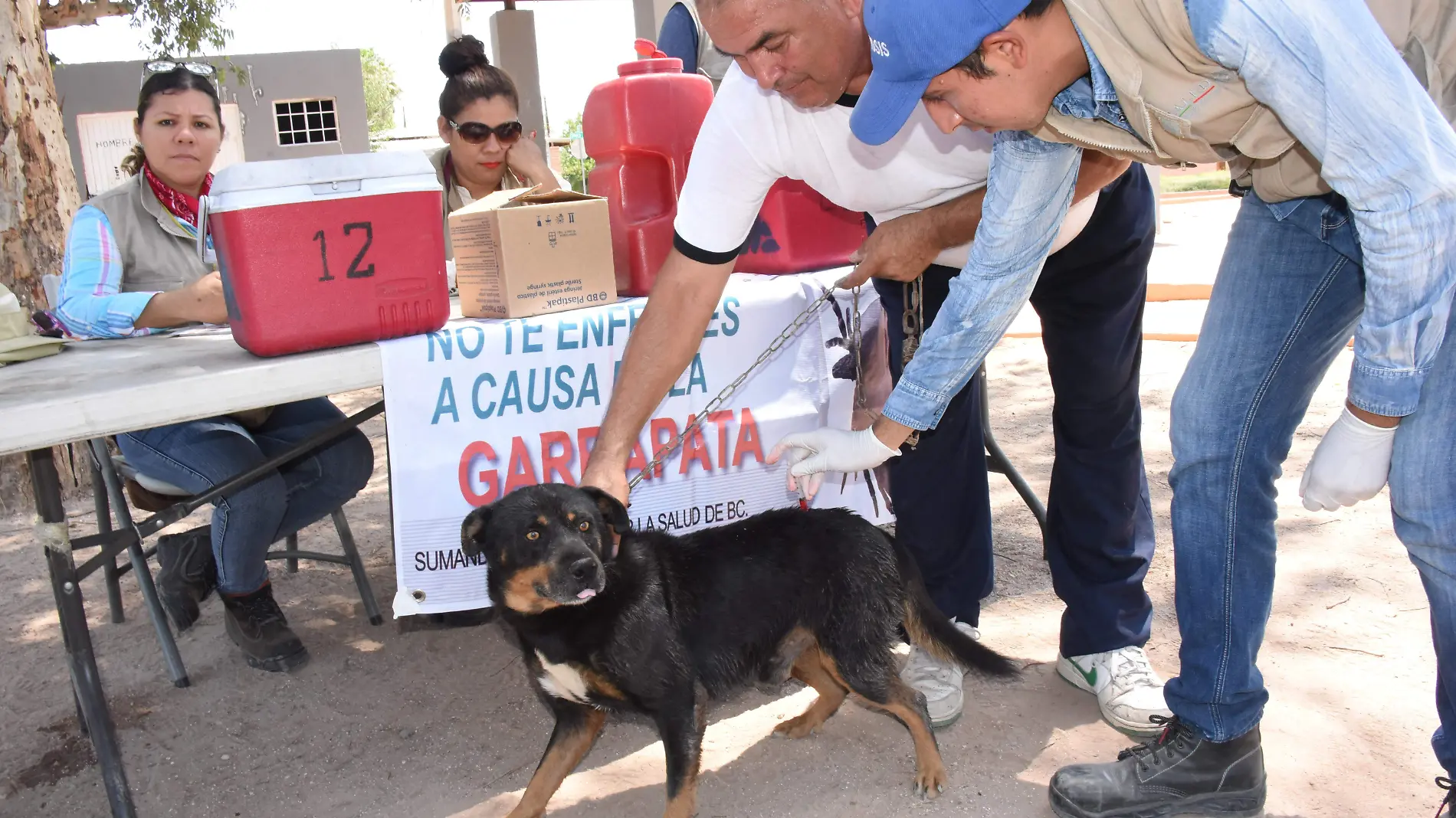 Vacunacion Canina